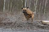 CANE CORSO 757